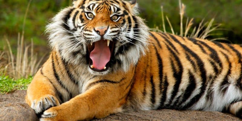Điềm báo về giấc mơ thấy con hổ mang ý nghĩa gì